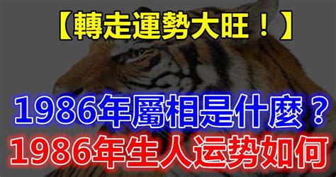 1986年屬虎|1986年生人運勢預測